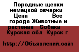 Породные щенки немецкой овчарки › Цена ­ 24 000 - Все города Животные и растения » Собаки   . Курская обл.,Курск г.